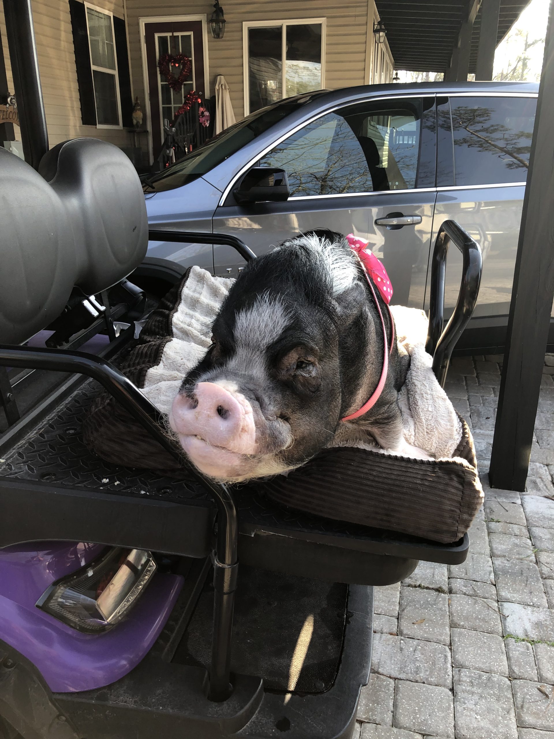 Swine